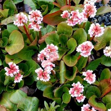 Бадан сердцелистный Бейби Долл (Bergenia cordifolia 'Baby Doll')
