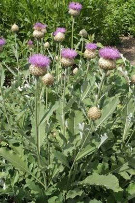 Василек Пульхра Майор (Centaurea 'Pulchra Major')