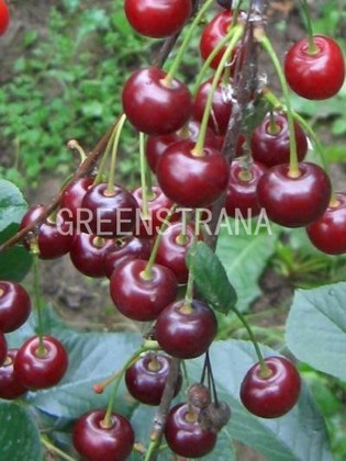 Вишня Молодежная (Prunus cerasus 'Molodezhnaya')