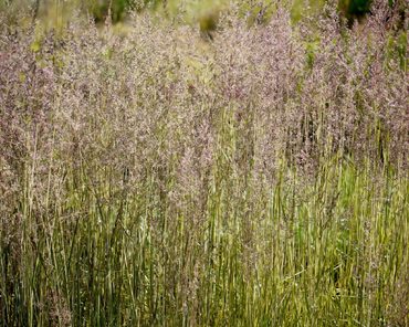 Вейник канадский (Calamagrostis canadensis)