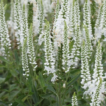 Вероника колосковая Сноу Перл (Veronica spicata 'Snow Pearl')