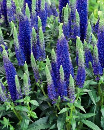 Вероника колосковая Улстер Дварф Блю (Veronica spicata 'Ulster Dwarf Blue')