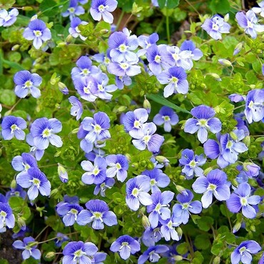 Вероника нитевидная (Veronica filiformis)