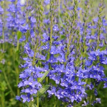 Вероника австрийская Кналлблау (Veronica austriaca 'Knallblau')