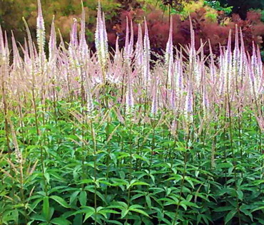 Вероникаструм виргинский Эрика (Veronicastrum virginicum 'Erica')