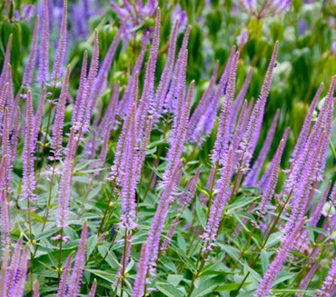 Вероникаструм виргинский Фасцинейшн (Veronicastrum virginicum 'Fascination')