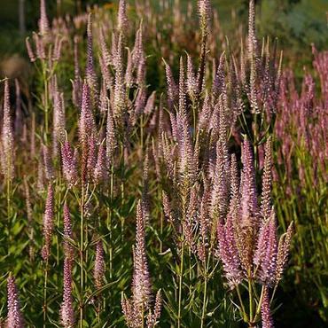Вероникаструм виргинский Розеум (Veronicastrum virginicum 'Roseum')