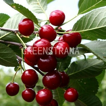 Вишня Память Вавилова (Prunus cerasus 'Pamyat Vavilova')