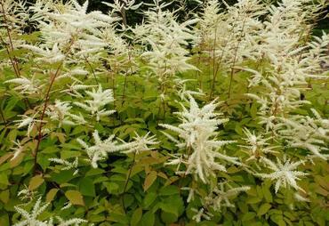 Волжанка китайская (Aruncus sinensis)