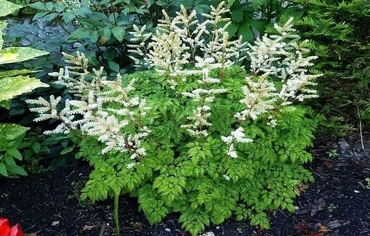 Волжанка кокорышелистная (Aruncus aethusifolius)