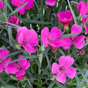Гвоздика гибридная Пиллоу Маджента (Dianthus hybrida 'Pillow Magenta')