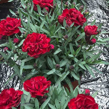 Гвоздика гибридная Супер Трупер (Dianthus hybrida 'Super Trouper')