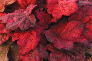 Гейхера гибридная Отум Ливз (Heuchera hybrida 'Autumn leaves')