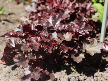 Гейхера гибридная Блэк Бьюти (Heuchera hybrida 'Black Beauty')