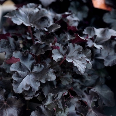 Гейхера гибридная Блэк Перл (Heuchera hybrida 'Black Pearl')