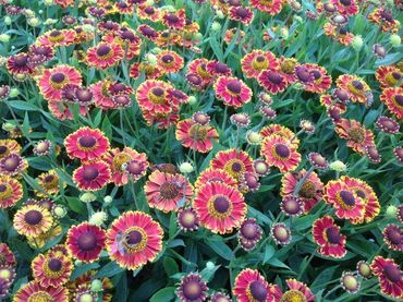 Гелениум гибридный Бандера (Helenium hybrida 'Bandera')