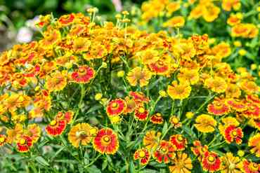 Гелениум гибридный Фуего (Helenium hybrida 'Fuego')