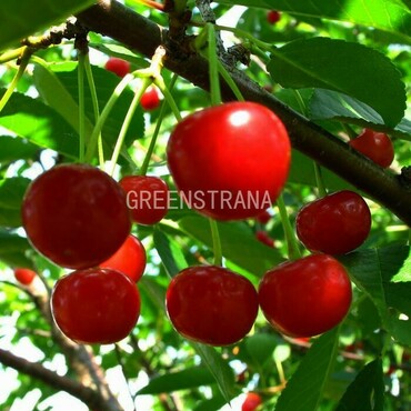 Вишня Загорьевская (Prunus cerasus 'Zagoryevskaya')