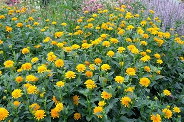 Гелиопсис гибридный Асахи (Heliopsis hybrida 'Asahi')