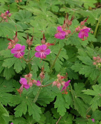 Герань Макроризум (Geranium macrorrhizum)