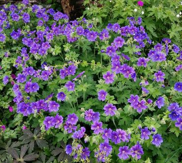 Герань великолепная (Geranium x magnificum)