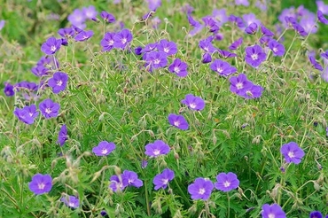 Герань гибридная Бруксайд (Geranium hybrida 'Brookside')