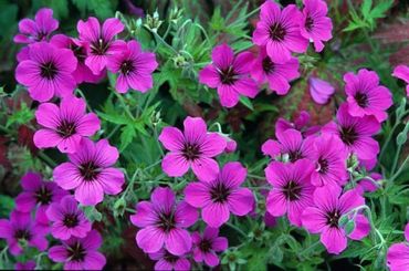 Герань гибридная Патриция (Geranium hybrida 'Patricia')