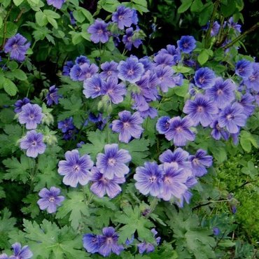 Герань гималайская Грэвити (Geranium himalayense 'Gravetye')
