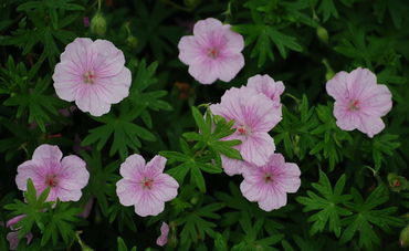 Герань кроваво-красная Пинк Пуфф (Geranium sanguineum 'Pink Pouffe')