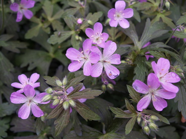 Герань пятнистая Эспрессо (Geranium maculatum 'Espresso')