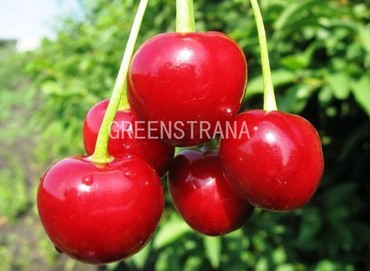 Вишня Любская (Prunus cerasus 'Lyubskaya')