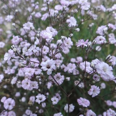Гипсофила метельчатая Розеншлейер (Gypsophila paniculata 'Rosenschleier')