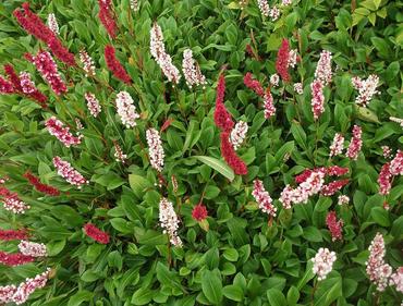 Горец родственный Дарджилинг Ред (Bistorta affinis 'Darjeeling Red')