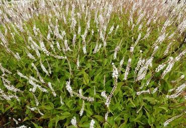 Горец свечевидный Альба (Bistorta amplexicaulis 'Alba')
