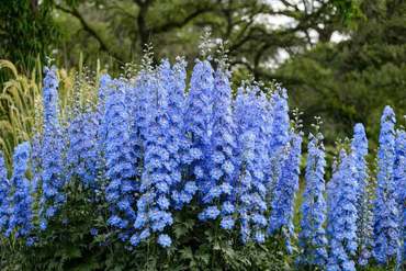 Дельфиниум высокий Аврора Блю (Delphinium elatum 'Aurora Blue')