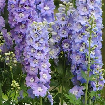 Дельфиниум высокий Гардиан Лавандер (Delphinium elatum 'Guardian Lavender')
