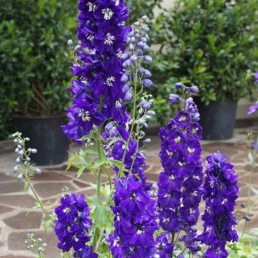 Дельфиниум Пацифик Кинг Артур (Delphinium Pacific 'King Arthur')