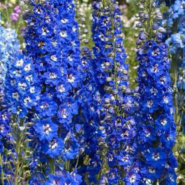 Дельфиниум Пацифик Блю Берд (Delphinium x pacificum 'Blue Bird')
