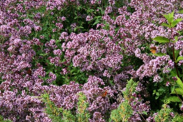Душица обыкновенная Диаболо (Origanum vulgare 'Diabolo')