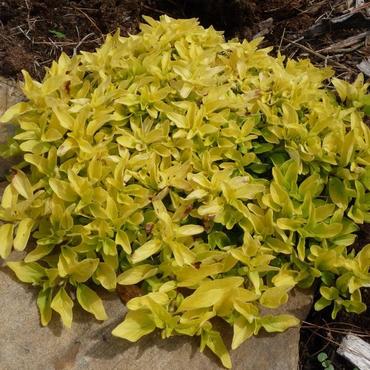 Душица обыкновенная Голд Наггет (Origanum vulgare 'Gold Nugget')