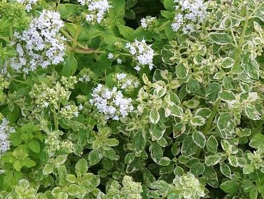 Душица обыкновенная Панта (Origanum vulgare 'Panta')