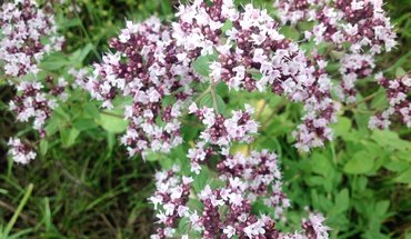Душица обыкновенная Медовый аромат (Origanum vulgare 'Medovyj aromat')