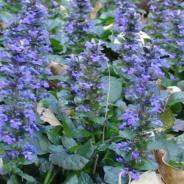 Живучка ползучая Кэтлинс Джайант (Ajuga reptans 'Catlin\'s Giant')