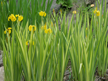 Ирис аировидный (Iris pseudacorus)