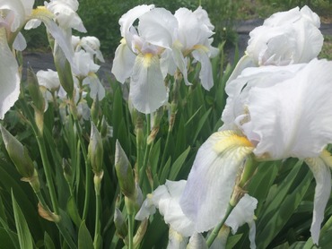 Ирис германский Флорентина (Iris germanica 'Florentina')