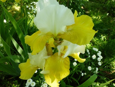 Ирис германский Тьюлип Фестивал (Iris germanica 'Tulip Festival')