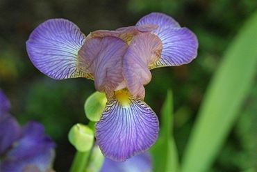 Ирис гибридный Бэнглесс (Iris x hybrida 'Bangless')