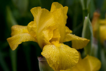 Ирис гибридный Чики (Iris x hybrida 'Chickee')