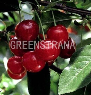 Вишня Тургеневка (Prunus cerasus 'Turgenevka')