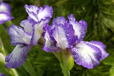 Ирис низкий Петит Полка (Iris pumila 'Petit Polka')